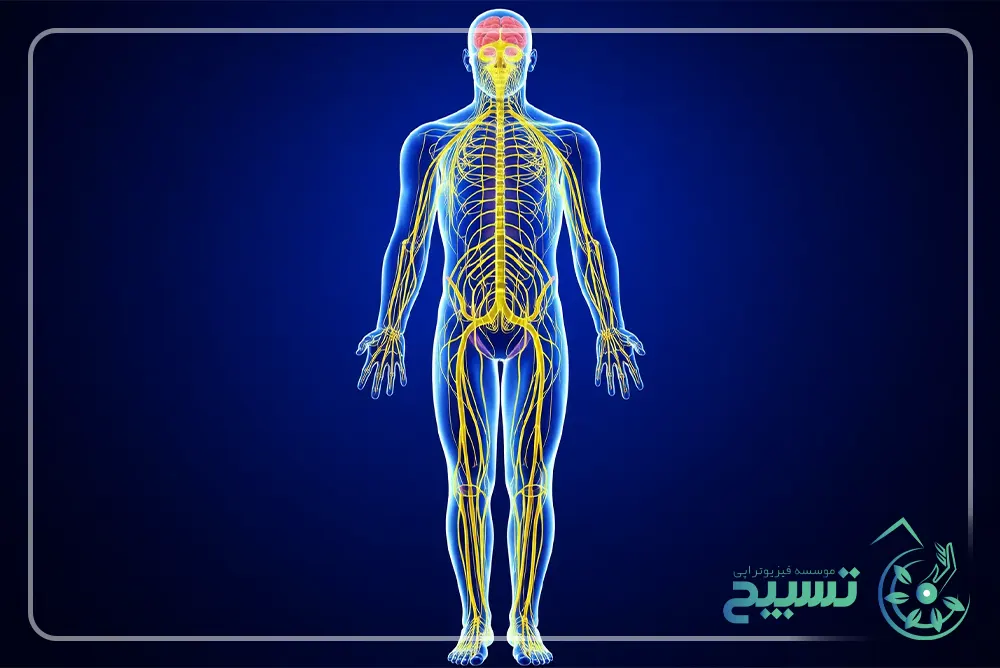 سیستم عصبی بدن